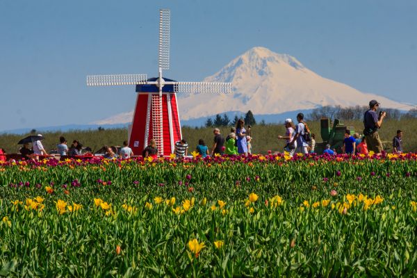 Tulip Festival Woodburn Oregon